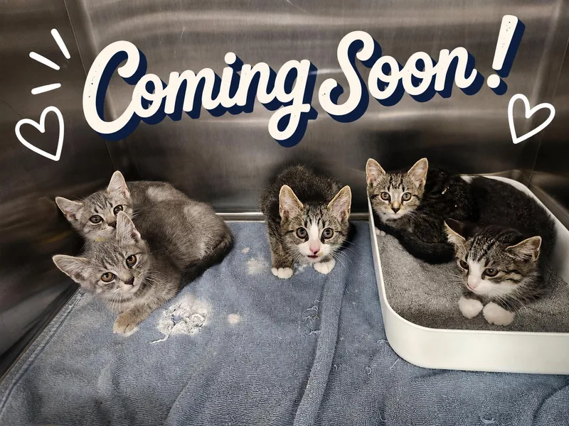 A baby medium-sized female Domestic Short Hair cat named Teak  Hickory  for adoption in Hagerstown, MD