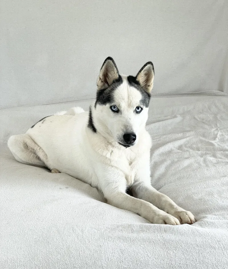 Beautiful Bella