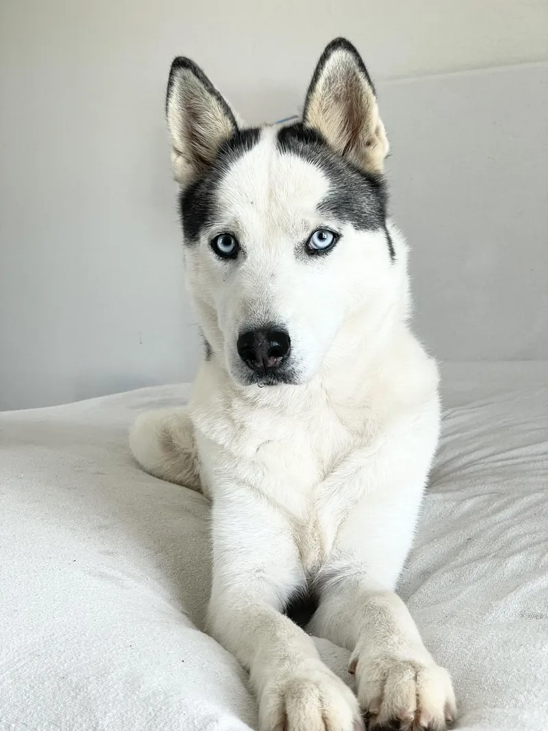 Beautiful Bella thumbnail 3