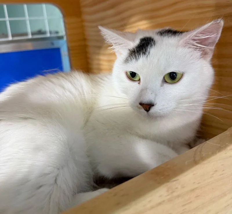 A young medium-sized female Domestic Short Hair cat named Vaida for adoption in Colorado Springs, CO