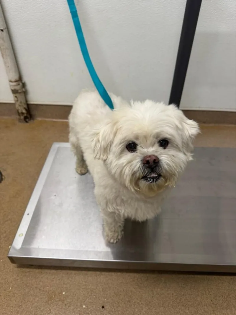A senior small-sized male Maltese dog named Oswald for adoption in Hayward, CA