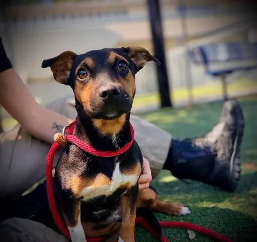 A young small-sized female Miniature Pinscher dog named Bailey for adoption in Orlando, FL