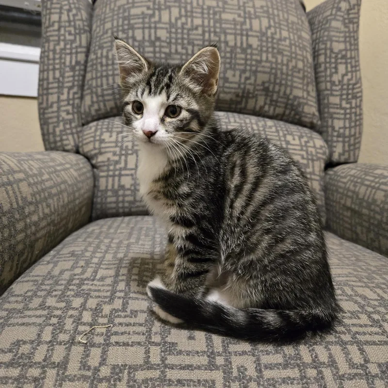 A baby small-sized female Tabby (Brown / Chocolate) Domestic Short Hair cat named Merlot for adoption in Greenwood, IN