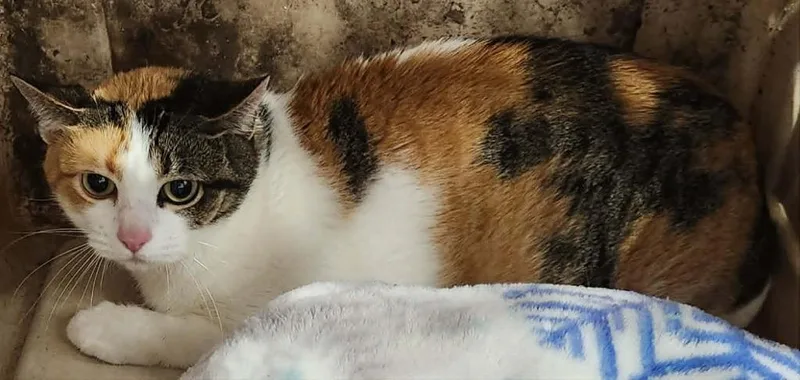 An adult medium-sized female Domestic Short Hair cat named Iris for adoption in Republic, MO