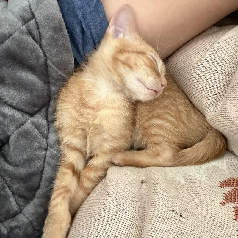 A baby medium-sized male Tabby (Orange / Red) Domestic Short Hair cat named Fish for adoption in Seneca, SC