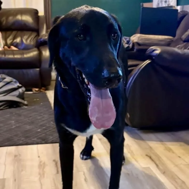 A young large-sized male Black Labrador Retriever dog named Quincy for adoption in Kansas City, MO