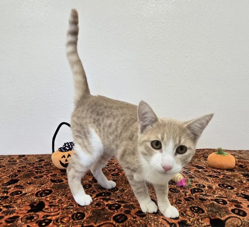 A young medium-sized male Buff & White Domestic Short Hair cat named Hullabaloo for adoption in Red Wing, MN