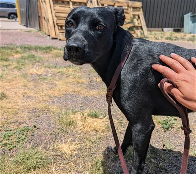 A young medium-sized female Border Collie dog named Midnight for adoption in Denver, CO