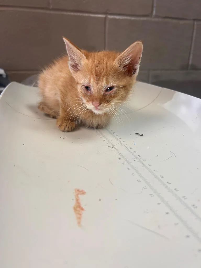 A baby small-sized male Domestic Short Hair cat named Crush for adoption in New Manchester, WV