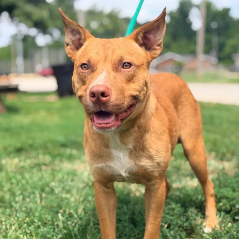 A young medium-sized male Red / Chestnut / Orange Mixed Breed dog named Punky for adoption in Huntington, WV