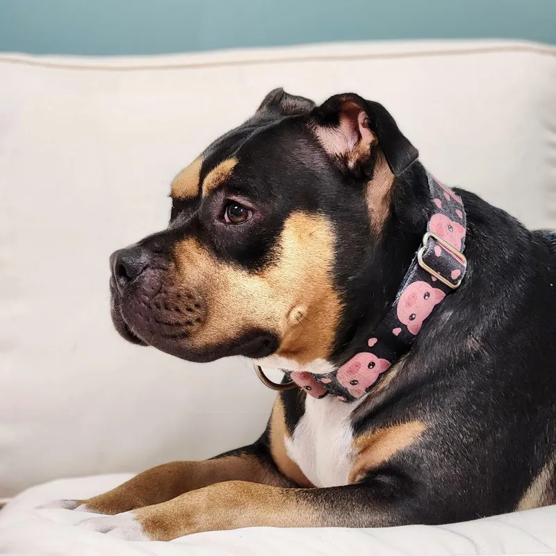 An adult large-sized female Mixed Breed dog named Evie for adoption in Warwick, RI