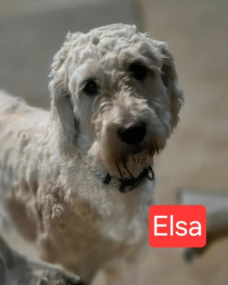 Elsa thumbnail 2