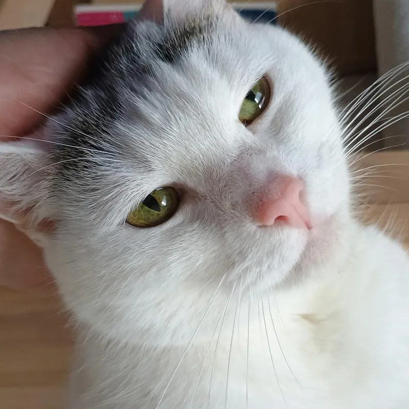 A senior medium-sized female Gray & White American Shorthair cat named Smores for adoption in Medford, MA