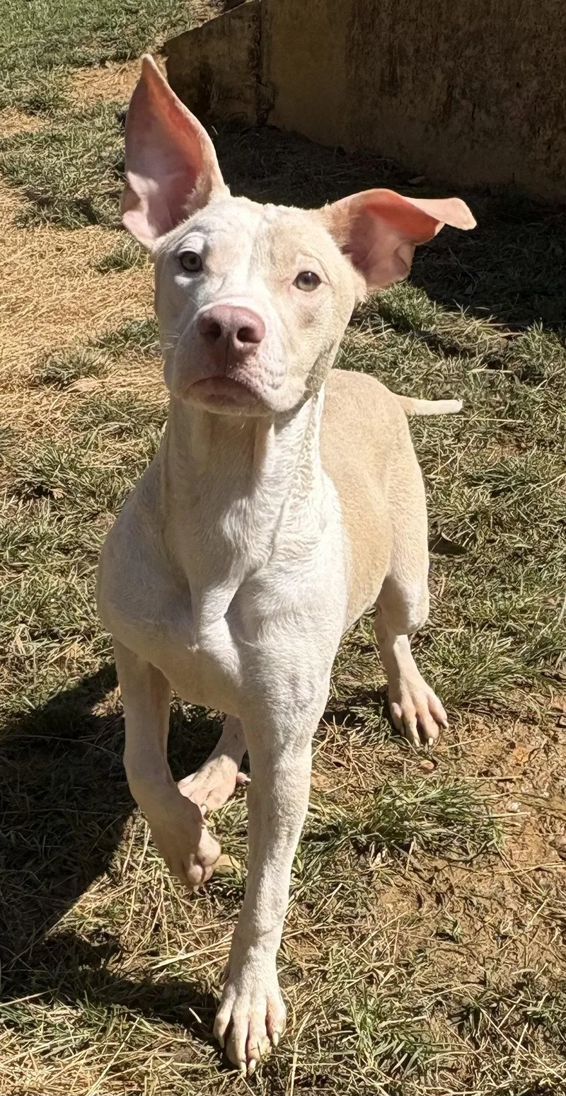 A young large-sized male Pit Bull Terrier dog named Creme Saver for adoption in Wetumpka, AL