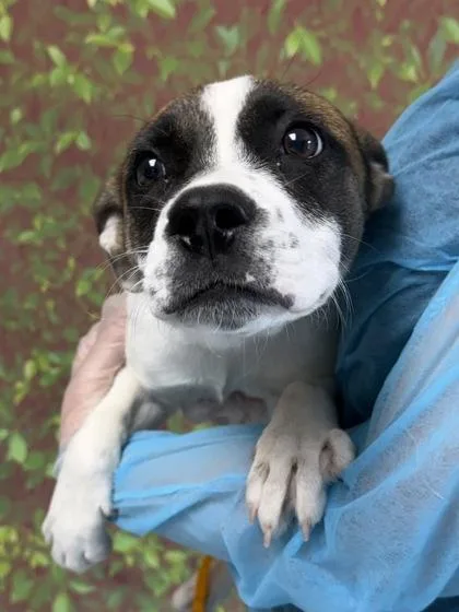 An adult small-sized female Shepherd dog named Sandy Cheeks for adoption in San Antonio, TX