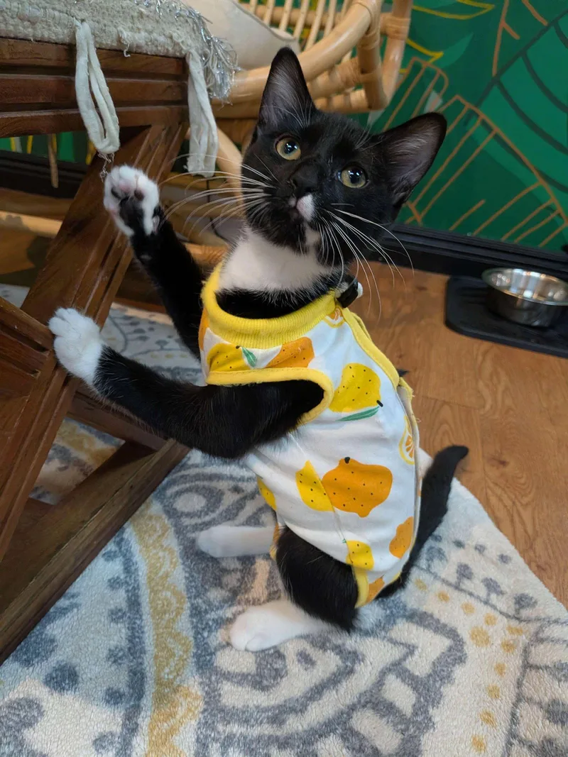 A baby medium-sized male Black & White / Tuxedo Domestic Short Hair cat named Aster for adoption in Lake Saint Louis, MO