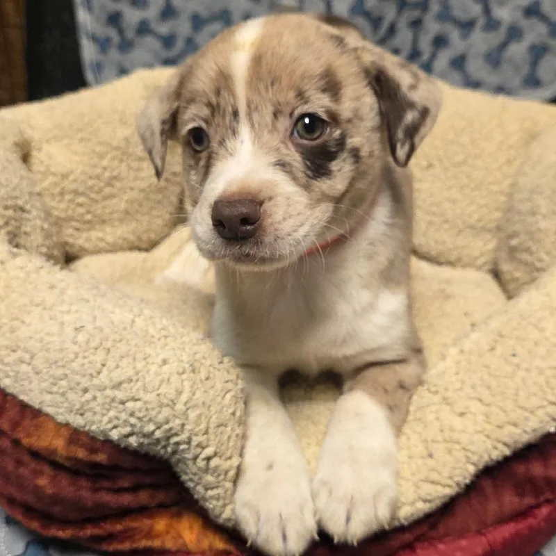 A baby medium-sized male Mixed Breed dog named Splash for adoption in Alexandria, VA