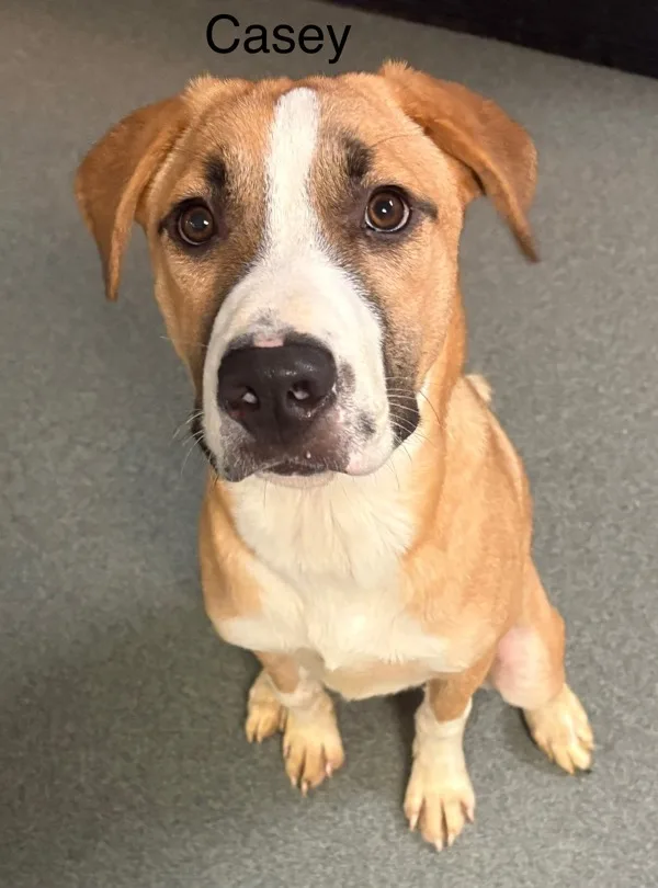 A young medium-sized male Hound dog named Casey for adoption in Topeka, KS