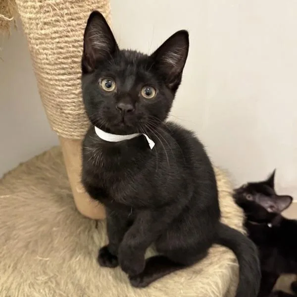 A baby medium-sized male Domestic Short Hair cat named Rice Ball for adoption in Walnut Creek, CA