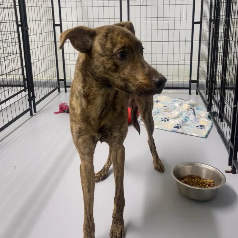 A young medium-sized male Brindle Mixed Breed dog named Flash for adoption in Henderson, KY