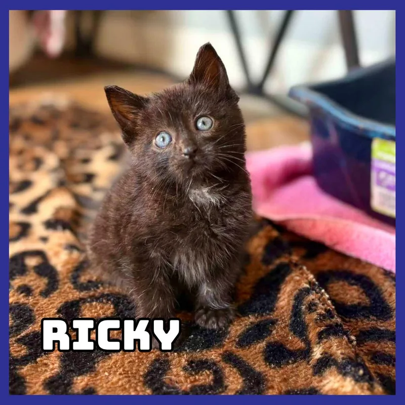 A baby small-sized male Black Domestic Short Hair cat named Ricky for adoption in Glenwood, MN