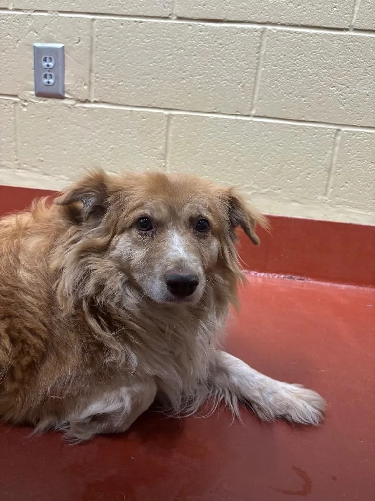 An adult medium-sized female Mixed Breed dog named Honeyyy for adoption in Douglasville, GA