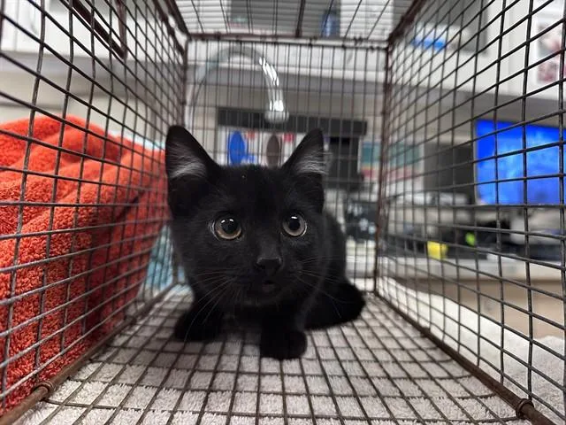 A baby small-sized female Domestic Short Hair cat named Tootles for adoption in San Luis Obispo, CA