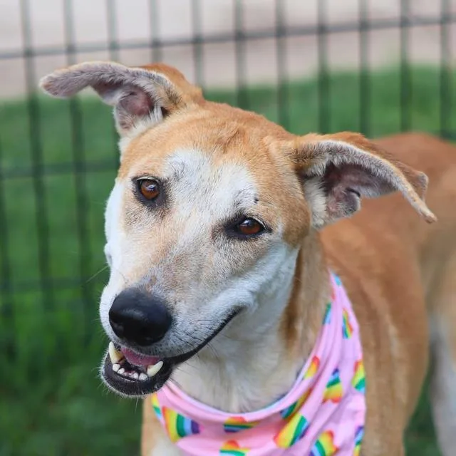 A young medium-sized female Labrador Retriever dog named River for adoption in San Antonio, TX