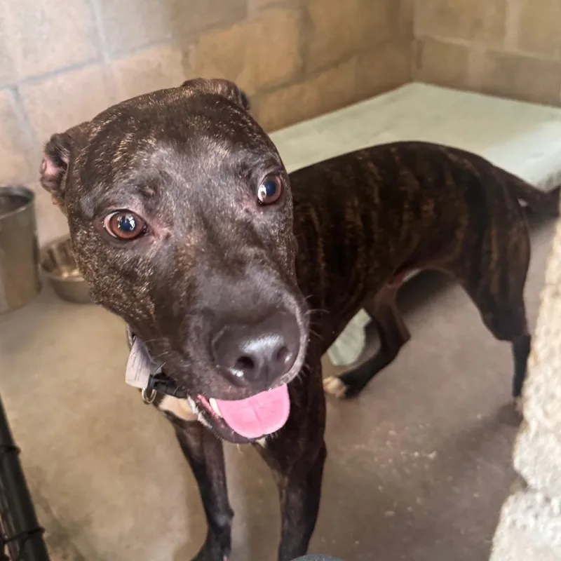 An adult large-sized male Brindle Terrier dog named Frankie for adoption in Clearwater, FL