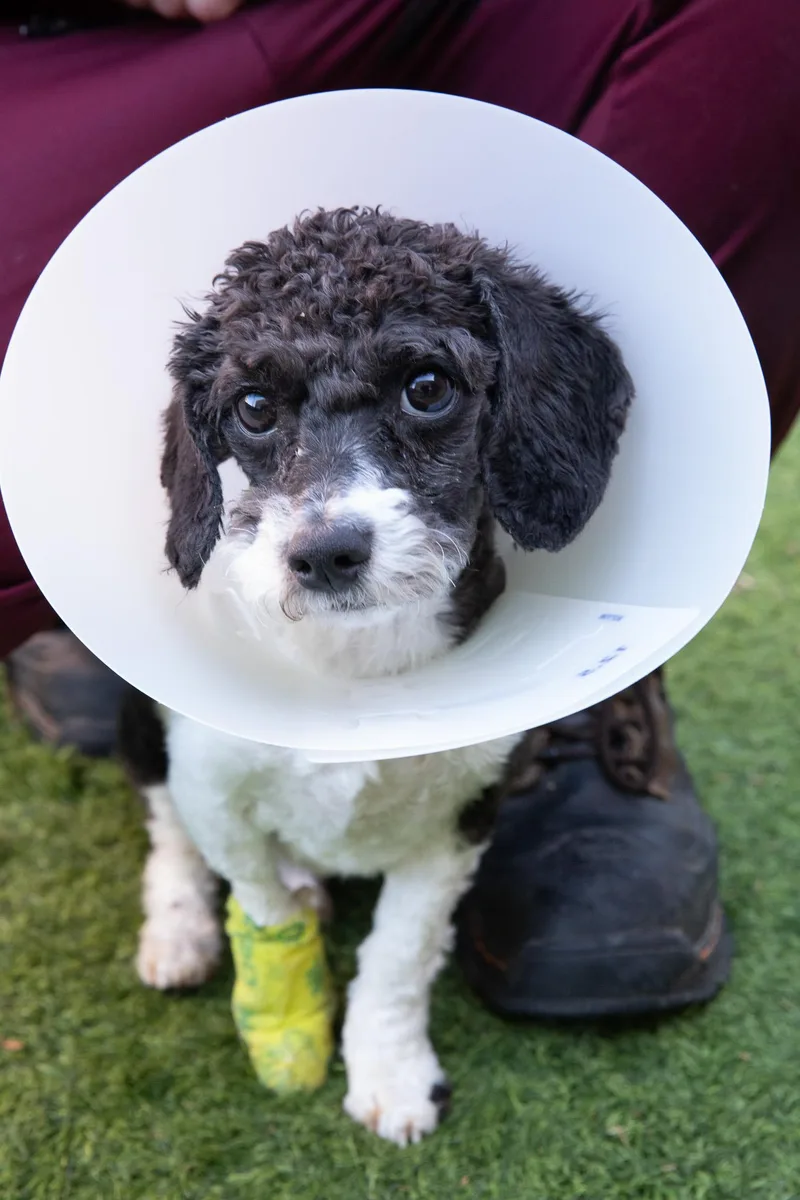 A young small-sized male Miniature Poodle dog named Arnold for adoption in Montclair, NJ