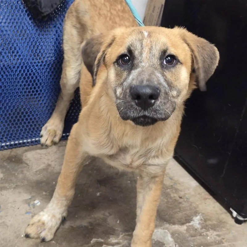 Montana