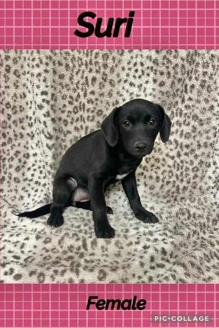 A baby medium-sized female Labrador Retriever dog named Suri for adoption in Manchester, CT