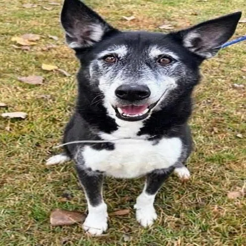 An adult large-sized male Black Siberian Husky dog named Gus for adoption in Houston, TX