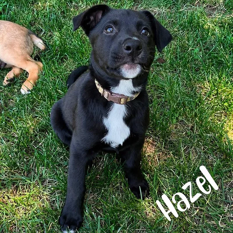 A baby large-sized female Black Shepherd dog named Hazel for adoption in Kannapolis, NC