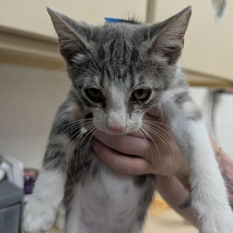 A baby small-sized male Gray / Blue / Silver Domestic Short Hair cat named Dozer for adoption in Ardmore, OK