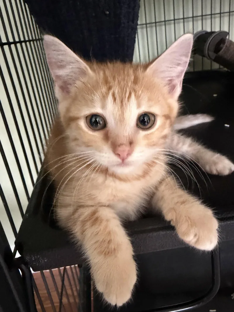 A baby medium-sized female Orange & White Domestic Short Hair cat named Kandy Kakes for adoption in Trenton, NJ