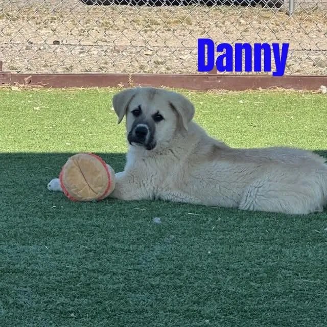 Danny thumbnail 5