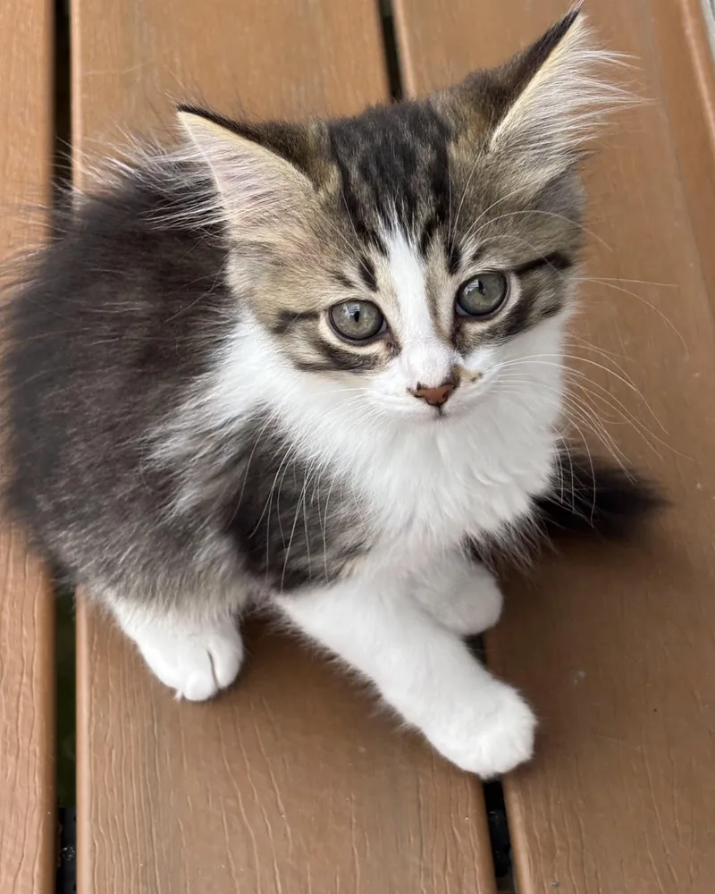 A baby medium-sized female Tabby (Gray / Blue / Silver) Domestic Long Hair cat named Piper for adoption in Battle Creek, MI