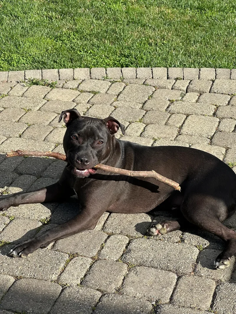 A young medium-sized male Black Mixed Breed dog named Mustang for adoption in Vassalboro, ME