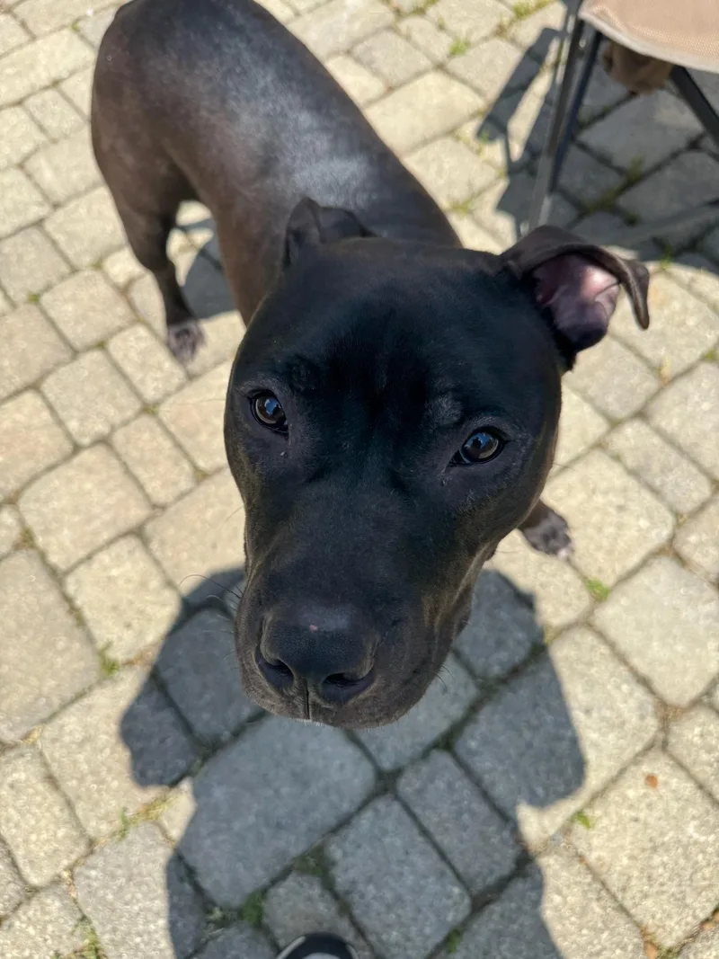Mustang thumbnail 2
