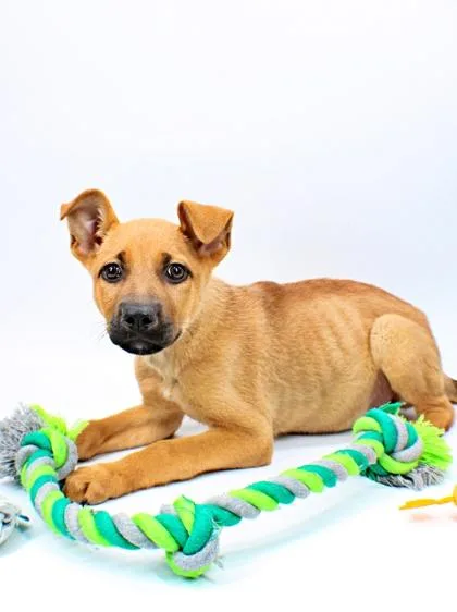 A baby large-sized female German Shepherd Dog dog named Noelle for adoption in Morton Grove, IL