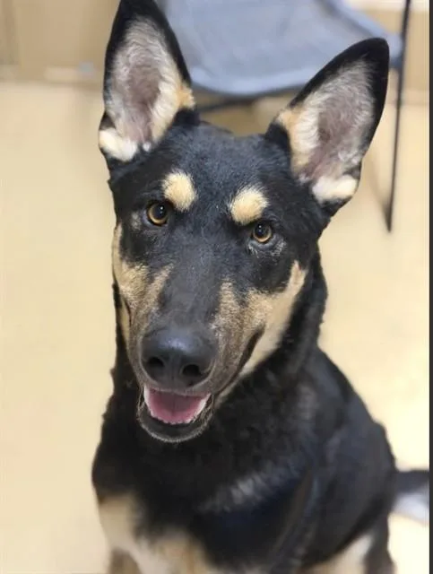 A young large-sized male German Shepherd Dog dog named Toby for adoption in Chula Vista, CA