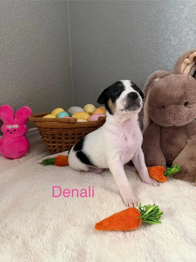 A baby medium-sized female Tricolor (Brown, Black, & White) Pit Bull Terrier dog named Denali for adoption in Wichita Falls, TX