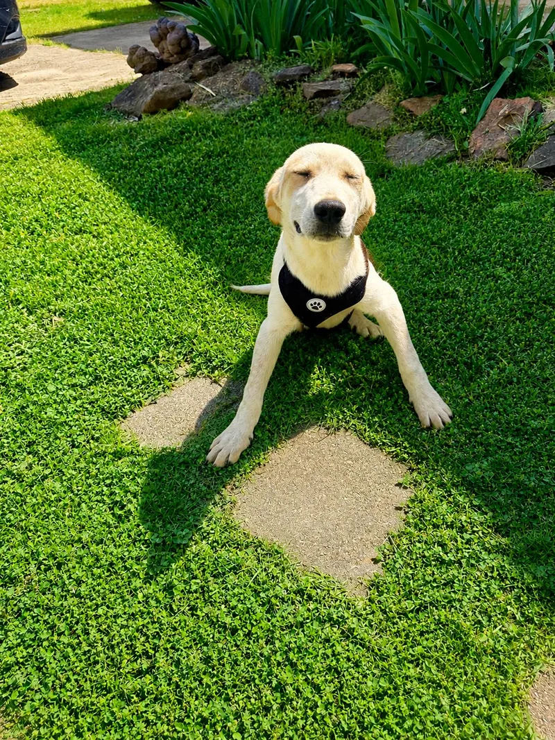 A baby medium-sized female Golden Labrador Retriever dog named Blondie for adoption in Holly Springs, MS