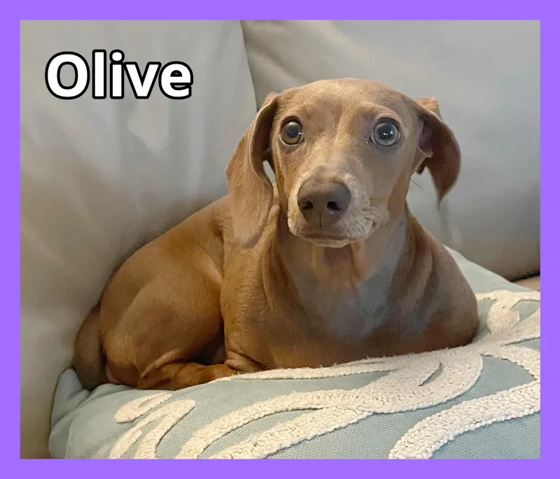 Olive