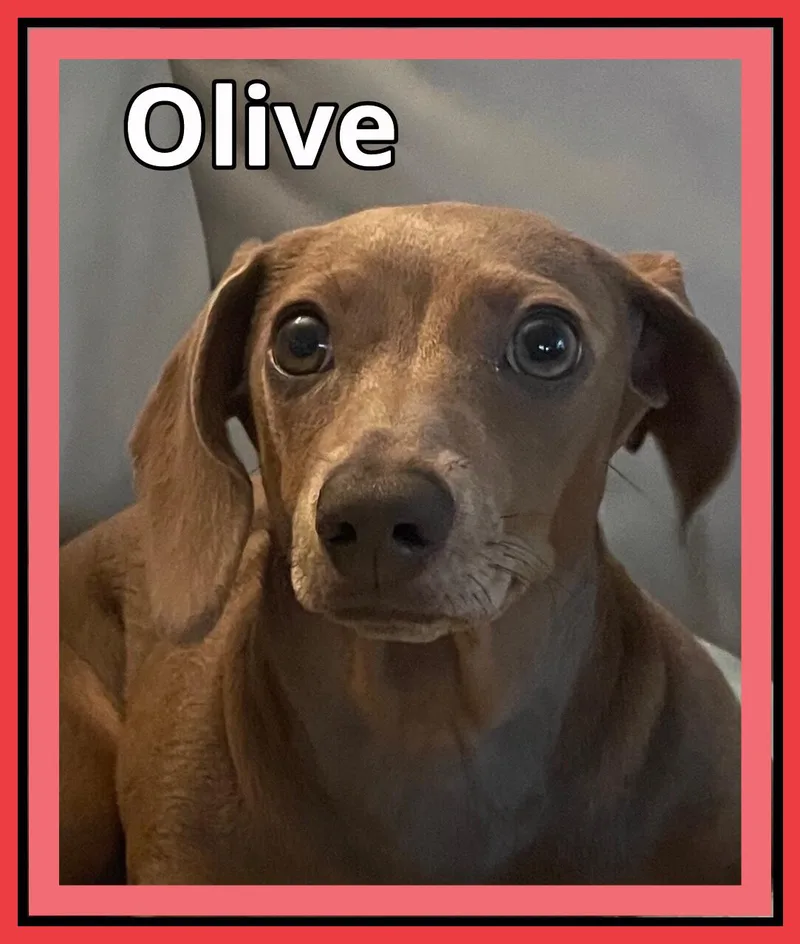 Olive thumbnail 2