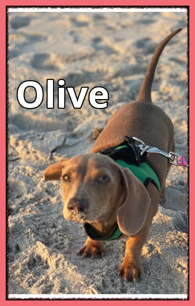 Olive thumbnail 4