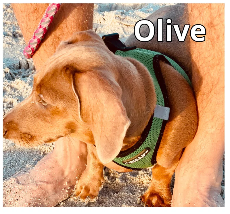 Olive thumbnail 5