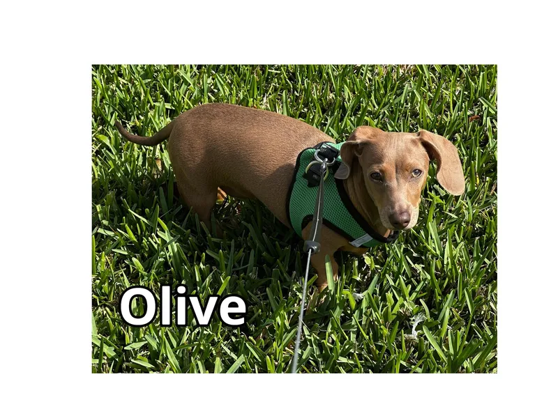 Olive thumbnail 6