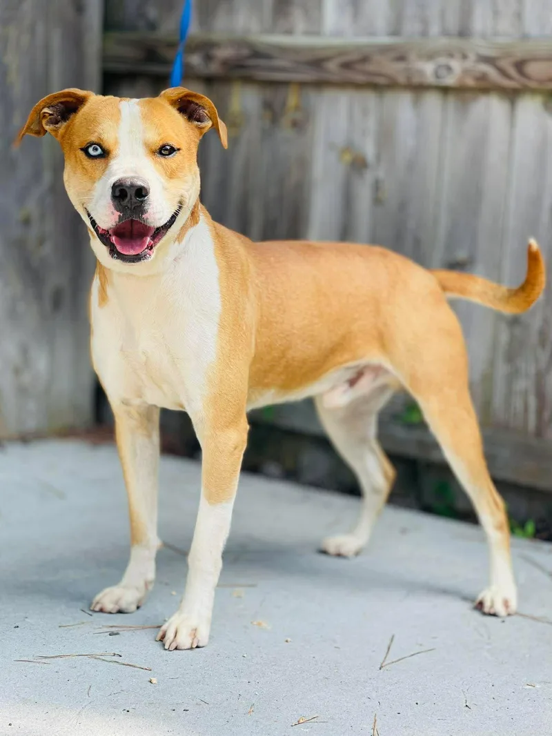 An adult medium-sized male Pit Bull Terrier dog named AC "CamCam" for adoption in Conyers, GA